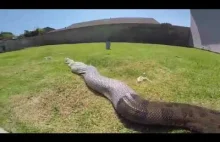 Huge Snake Shedding Its Skin!