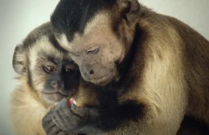 Frans de Waal: Zachowanie moralne u zwierząt