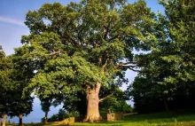 Pomóżmy dębowi Bolko wygrać plebiscyt Najstarszego Drzewa!