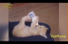 Funny cats videos compilation 2016 . Most popular. Best funny cat videos...