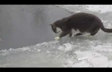 Kotek łapie rybkę