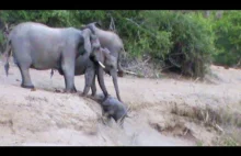 Stado słoni, działając razem, pomogło słoniu wspiąć się na wzgórze.
