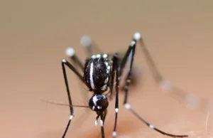 Genetycznie zmodyfikowane komary wydostały się spod kontroli