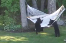 Czarne niedźwiadki bawią się na hamaku.