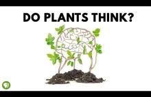 Czy rośliny myślą?