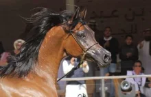 PiS kontynuuje niszczenie hodowli polskich koni arabskich