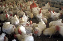 Weterynaria: kurczaki skażone fipronilem mogły trafić do Polski