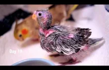 Historia pewnej papugi i jej 30 pierwszych dni na świecie