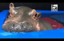 Baby Hippo Fiona's Special Moments