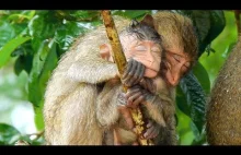 Dorosła małpa pokryła osieroconego szczeniaka przed deszczem