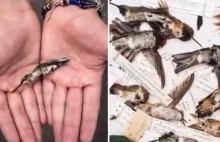 Ludzie używają martwych kolibrów zatopionych w miodzie do rzucania uroków...