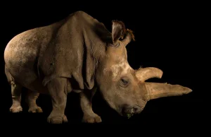 Odszedł ostatni nosorożec biały północny. Tego gatunku nie uda się ocalić