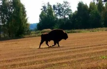 Pod Przasnyszem pojawił się żubr!