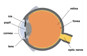 Ludzkie oko jest w stanie zaobserwować obrazy-widmo