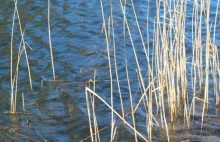 Śmierć dwójki nurków. Wyłowiono ich z Jeziora Lusowskiego