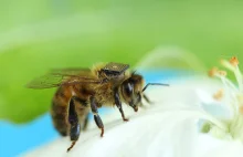 Pszczoły - inteligentniejsze niż komputer - - portal ekologiczny