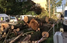 Wrocław: wycięto dziesiątki drzew w okolicach dworca PKS