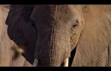 Słonie odkrywają kości swoich przodków.