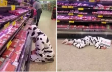 Weganka w stroju krowy opłakuje produkty mięsne w supermarkecie. Czy to...
