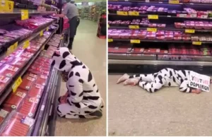 Weganka w stroju krowy opłakuje produkty mięsne w supermarkecie. Czy to...