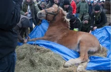 Szokująca relacja z targu koni w Skaryszewie