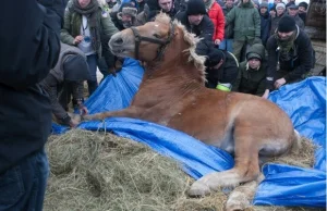 Szokująca relacja z targu koni w Skaryszewie