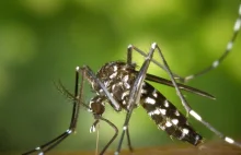 Komar tygrysi pojawił się w Polsce