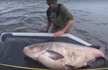 Kolejny rekord? W wodach Zalewu Rybnickiego pływa 56-kilogramowa tołpyga!...
