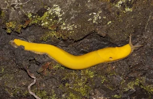 Ślimak bananowy - drugi pod względem wielkości ślimak na Ziemi