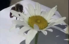 Pasożyt Varroa przenosi się z kwiatu na na pszczołę miodną
