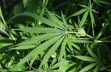 Słynny psychiatra domaga się legalizacji marihuany