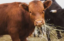 170 krów żyje wolno i dziko w woj. lubuskim. Weterynarz i wojewoda chcą je zabić