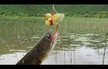 Łowienie ryb na żywą kaczkę