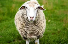 W Walii owce będą hot spotami.