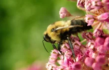 Dolnośląscy pszczelarze alarmują - pestycydy zdziesiątkują pszczoły