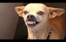 Wnerwiony Chihuahua