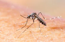 USA: dodatkowe 589 mln dolarów na walkę z wirusem zika