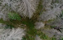 6 spornych faktów na temat wycinki drzew w Puszczy Białowieskiej