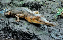 W Afryce odkryto nowy gatunek krokodyla.