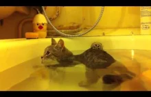 kot w kąpieli