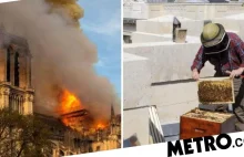 200 000 pszczół Notre Dame trzymanych na dachu przetrwało niszczycielski pożar