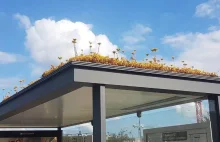 Na dachach 300 przystanków posadzono ulubioną roślinę pszczół
