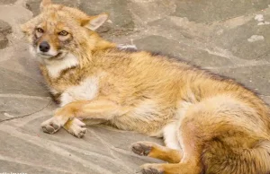 Widzieliście kiedyś tego przerośniętego lisa? To ani lis ani wilk