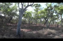 Praca geologa w buszu w północnej Australii