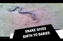 Narodziny małych węży.