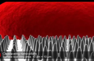 Skrzydła cykady rozszarpują błonę bakterii na strzępy