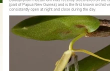 Holenderscy naukowcy odkryli storczyka, którego kwiat zakwita tylko na jedną noc