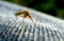 Dlaczego w tym roku w Polsce nie ma komarów?