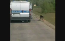 Policja wyprowadza psa... radiowozem.