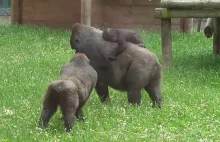 Gorilla youngster grabs and drags baby brother